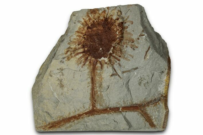 Paleocene Fossil Infructescence (Macginicarpa) - Montana #356553